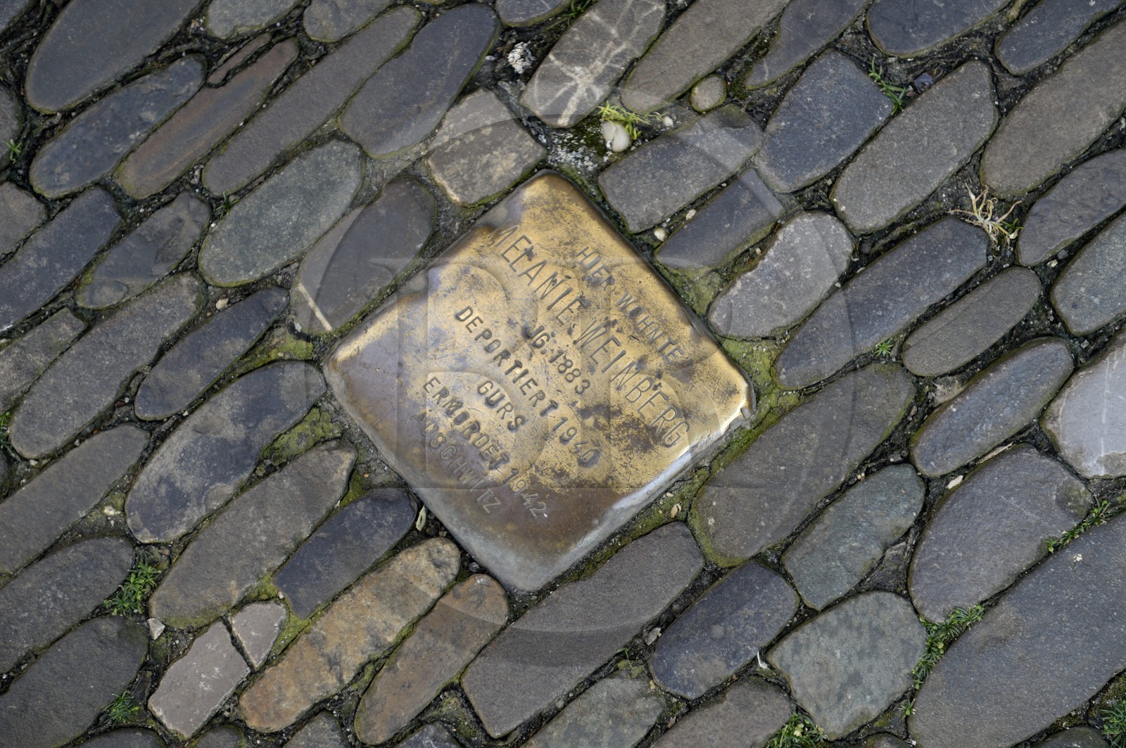 Allemagne, Bade-Wurtemberg, Fribourg en Brisgau, Stolpersteine,  pierre contre l'oublie de la déportation des habitants juifs et tziganes de la ville pendant la période nazie, création de l'artiste berlinois Gunter Demnig