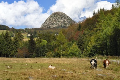 France, Ardèche (07), parc naturel régional des Monts d'Ardèche, Massif du Mézenc, troupeau de vaches dans un pré devant le Mont Gerbier-de-Jonc (suc de 1551 m) où la Loire trouve sa source