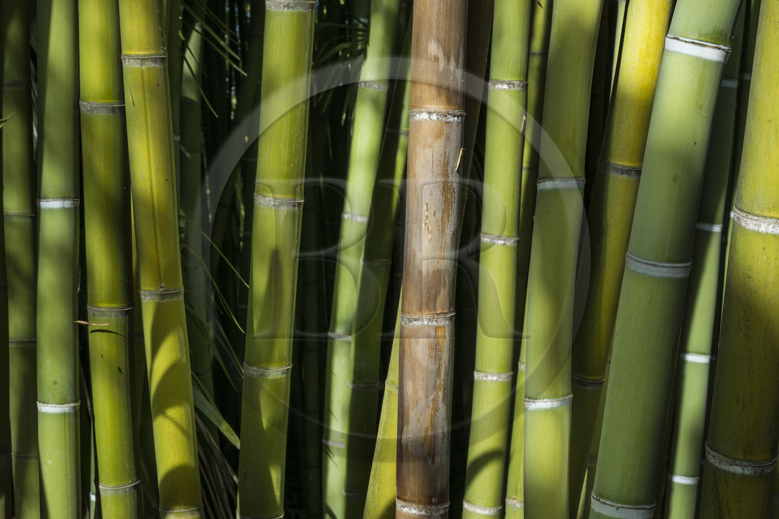 France, Gard (30), Générargues vers Anduze, Bambouseraie en Cévennes