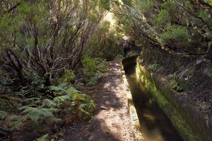 Portugal, Madeira Island, hike in the forest of Rabaçal by the levada do Alecrim, one of the countless irrigation canals that guide the water from the highlands to the cultivated terraces in the south