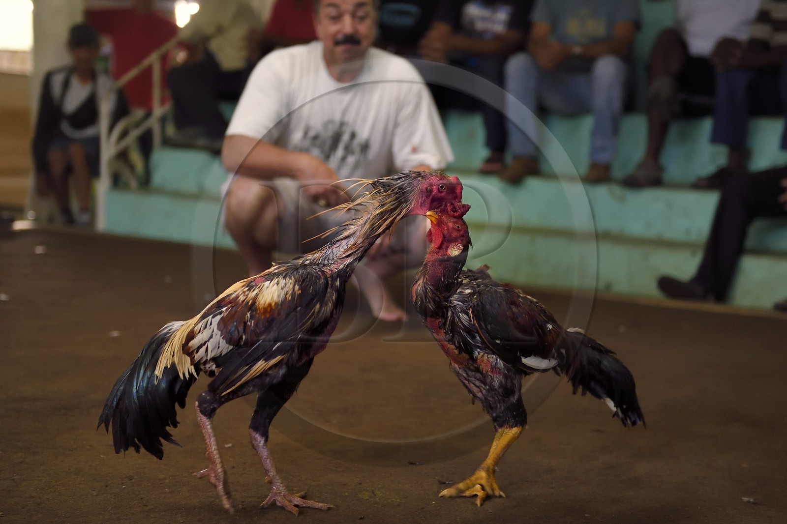 France, Reunion island (French overseas department), Petit Tampon, cockfight in the Rond de Coq