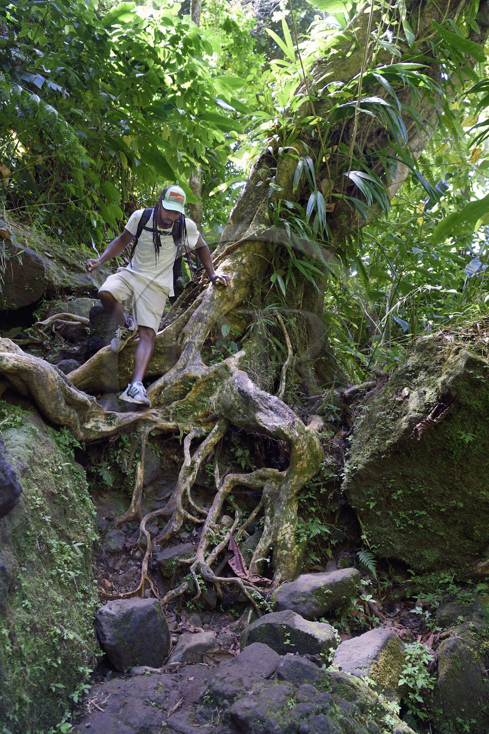 Caraïbes, Ile de la Dominique, Parc national du Morne Trois Pitons classé Patrimoine Mondial de l'UNESCO, randonnée au cœur de la forêt tropicale menant à la cascade des Middleham Falls, sentier de randonnée Waitukubuli qui traverse l’ile