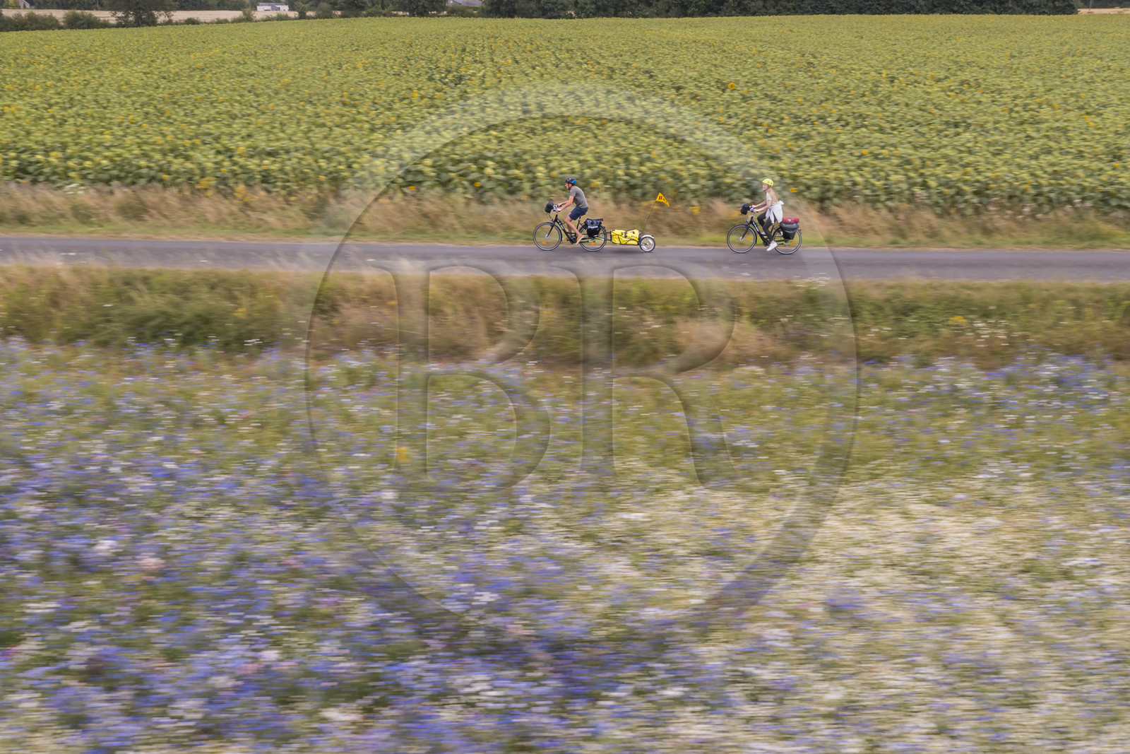 France, Maine-et-Loire (49), vallée de la Loire classée au Patrimoine Mondial par l'UNESCO, Saumur vers Saint-Hilaire, randonnée à bicyclette avec une remorque transportant le matériel de camping (vue aérienne)