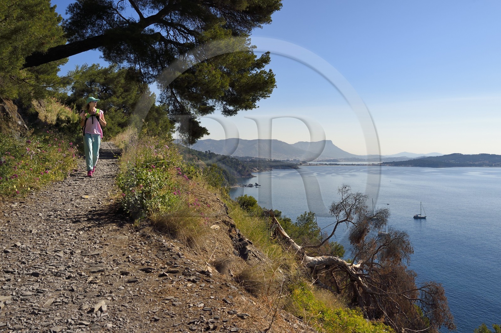 France, Var, La Seyne sur Mer, hike in the Cap Sicie massif along the Chemin du Joncquet below the Corniche Merveilleuse,