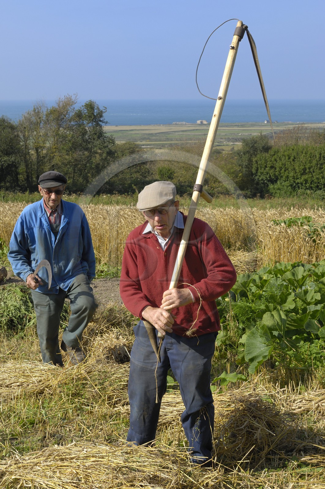 France, Manche (50), Cap de la Hague, Auderville, le paysan Paul Bedel au champ portant sa faux