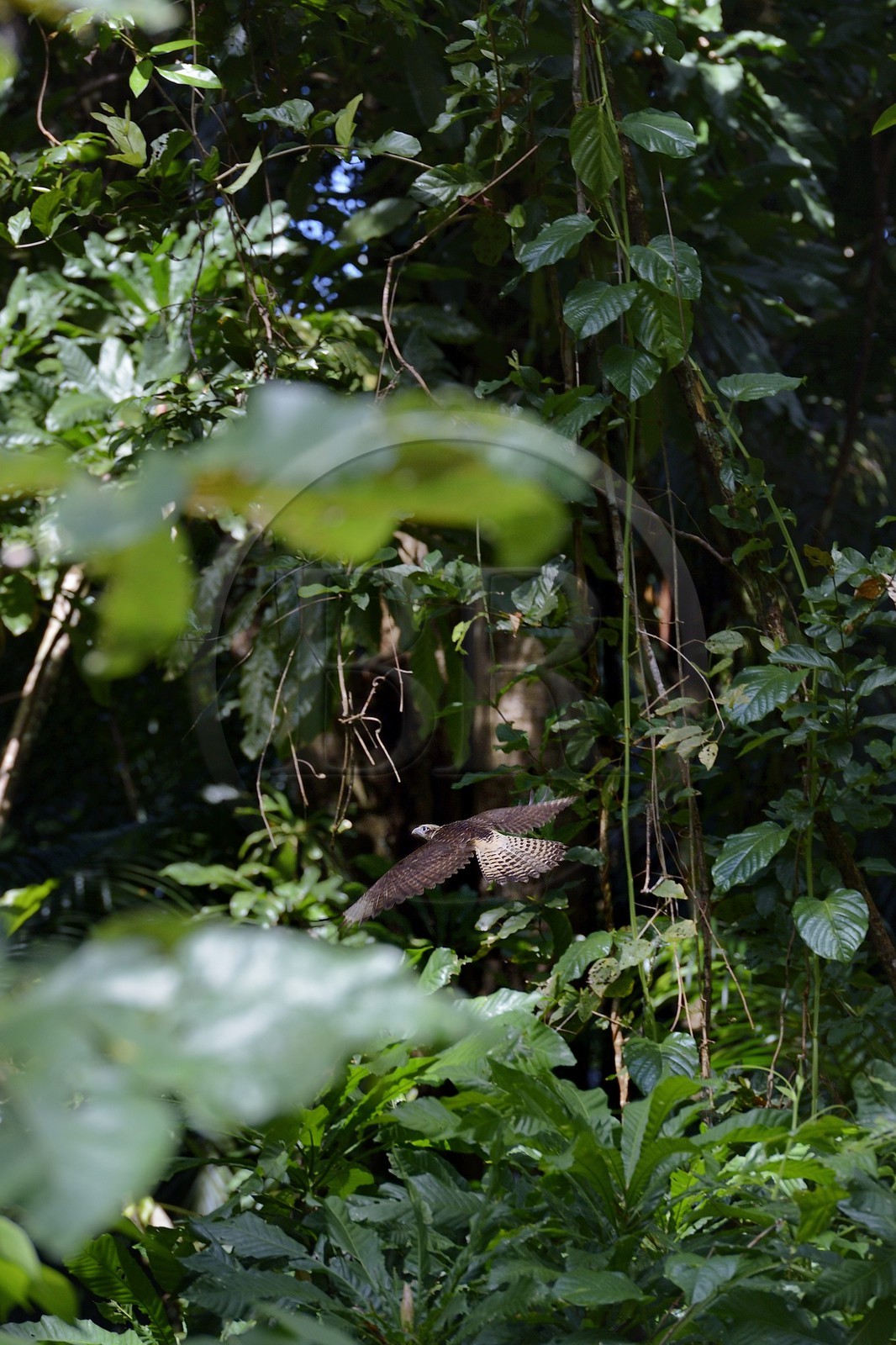 Panama, Chiriqui province, Gulf of Chiriqui National Marine Park, Isla Palenque, Heliconia in the rainforest