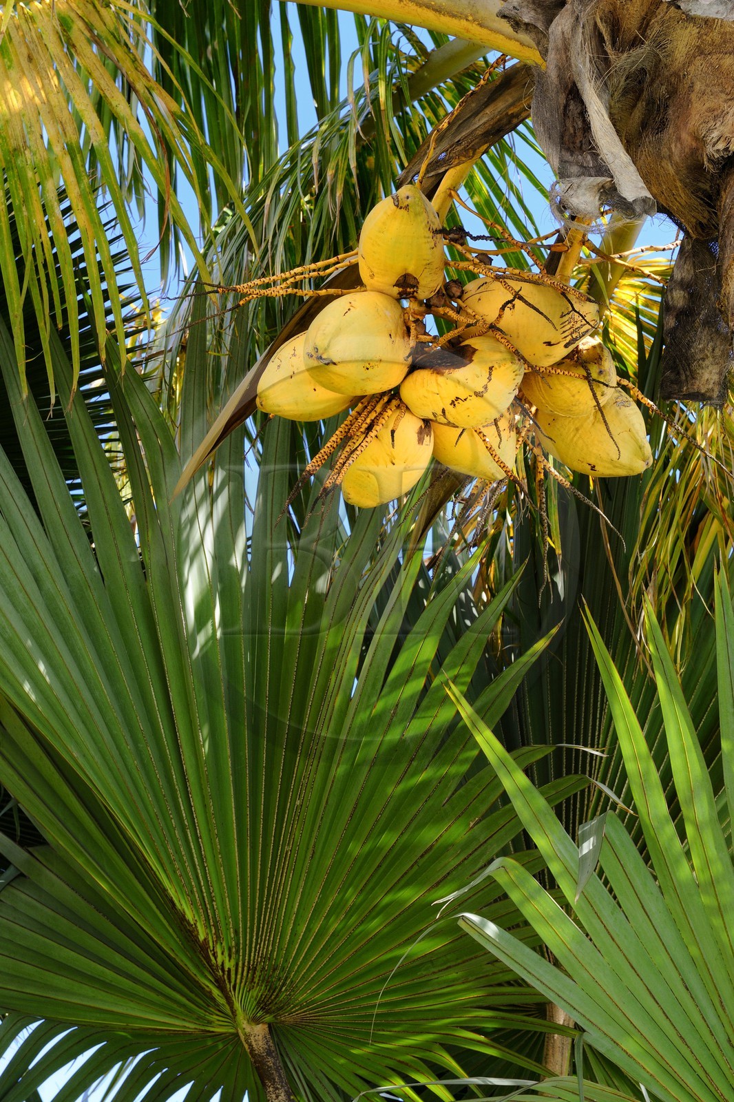 France, Ile de la Reunion, Petite Ile, jardin tropical