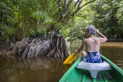 France, French Guiana, Kourou, Maripas camp in the rainforest, canoe trip to discover a crique (creek), a small river, tributary of the Kourou River, Pterocarpus officinalis with large undulating buttresses or moutouchi-marsh in Guyanese Creole