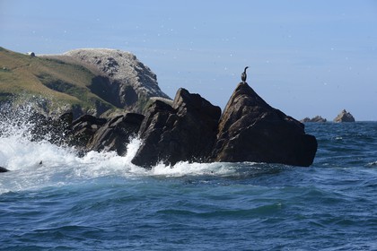 France, Cotes-d'Armor, Perros-Guirec, Sept-Iles Archipelago and bird sanctuary, Rouzic island, cormorants in front of the northern gannets colony (Morus bassanus)