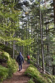 France, Haut Rhin, Thannenkirch, hiking in the Taennchel massif