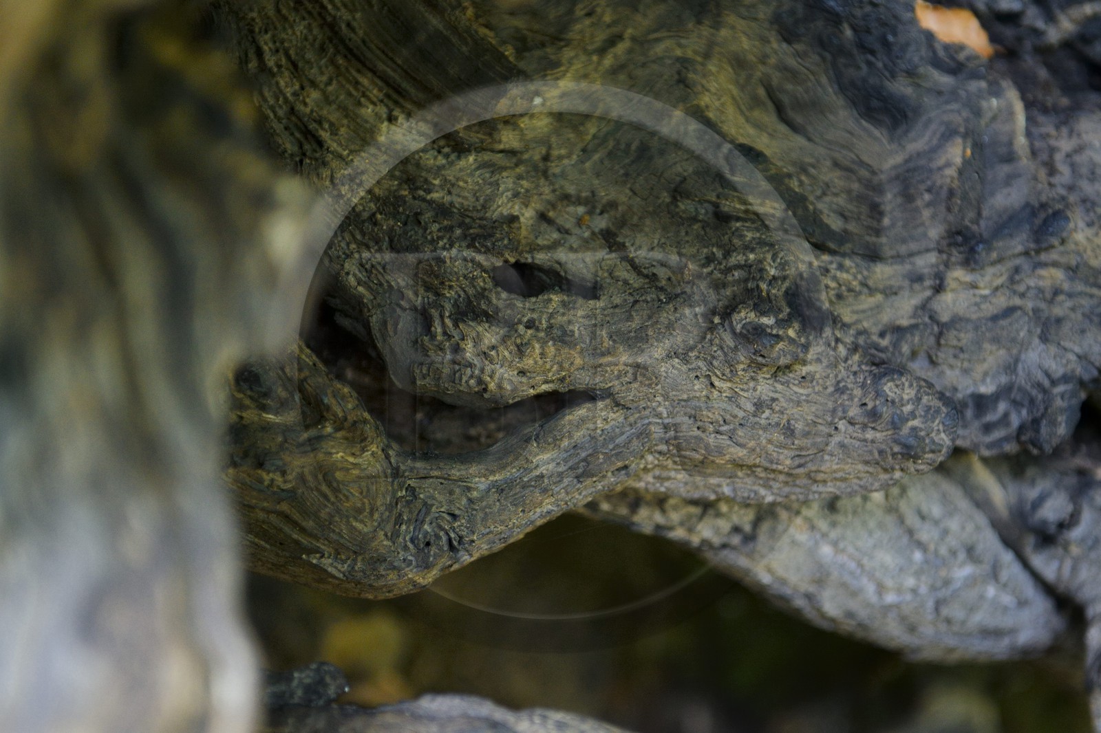 France, Haute Corse, Castagniccia, village of Carcheto, the famous chestnut tree that is the main character of the book The Shepherd of the dead, Mal'Concilio, from the writer Jean-Claude Rogliano