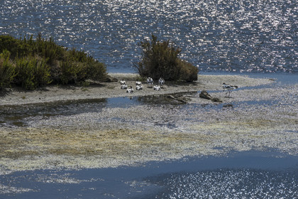 France, Vendée (85), île de Noirmoutier, La Guérinière, avocette élégante (Recurvirostra avosetta) dans le marais en contrebas de la digue entre le Port de Bonhomme et le passage du Gois