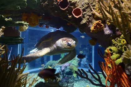 Portugal, Lisbonne, Parque das Nações (Parc des nations) construit pour l'exposition universelle de 1998, Oceanário (Oceanarium), tortue de mer