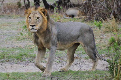 Tanzanie, Reserve de gibier de Selous une des plus grandes zones protégées au monde et inscrite sur la liste du patrimoine mondial de l’Unesco depuis 1982, lion (Panthera leo)