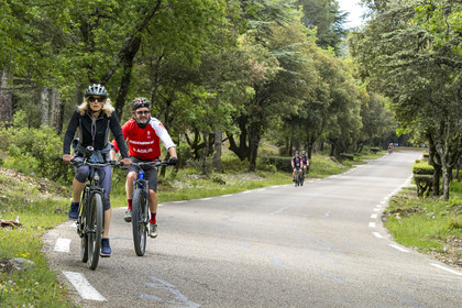 France, Vaucluse (84), Parc Naturel Régional du Mont Ventoux, Bedoin, ascension à vélo du Mont Ventoux par la route D974 sur le versant sud, route à travers une épaisse forêt de chênes