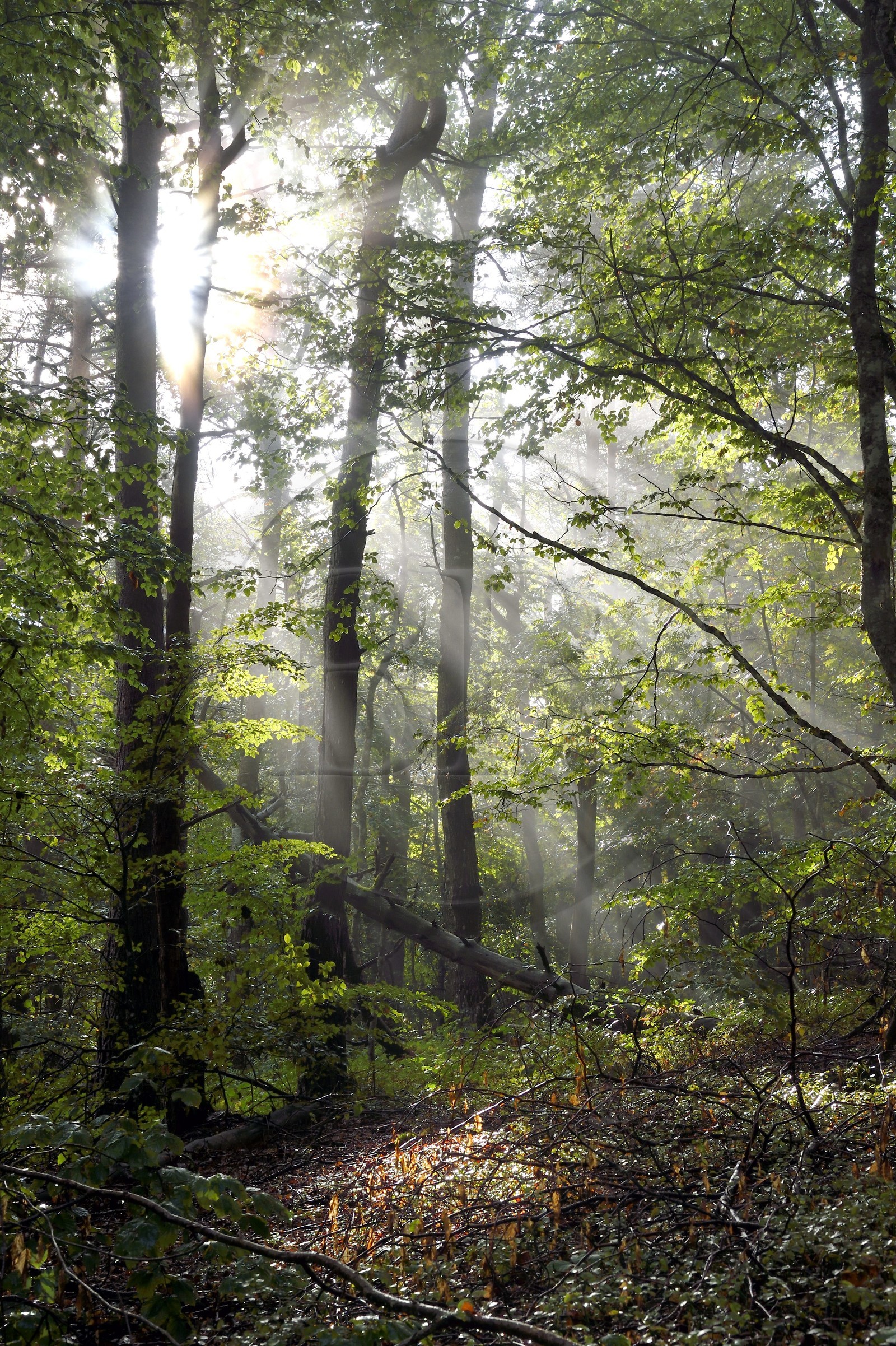 France, Ardèche (07), parc naturel régional des Monts d'Ardèche, massif du Mézenc, forêt de Lac-d'Issarlès, hêtraie de Montchamp