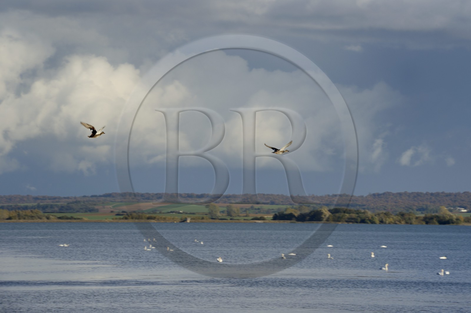 France, Meuse (55), Parc régional de Lorraine, Cotes de Meuse, Heudicourt-sous-les-Côtes, vol de canards sur lac de la Madine