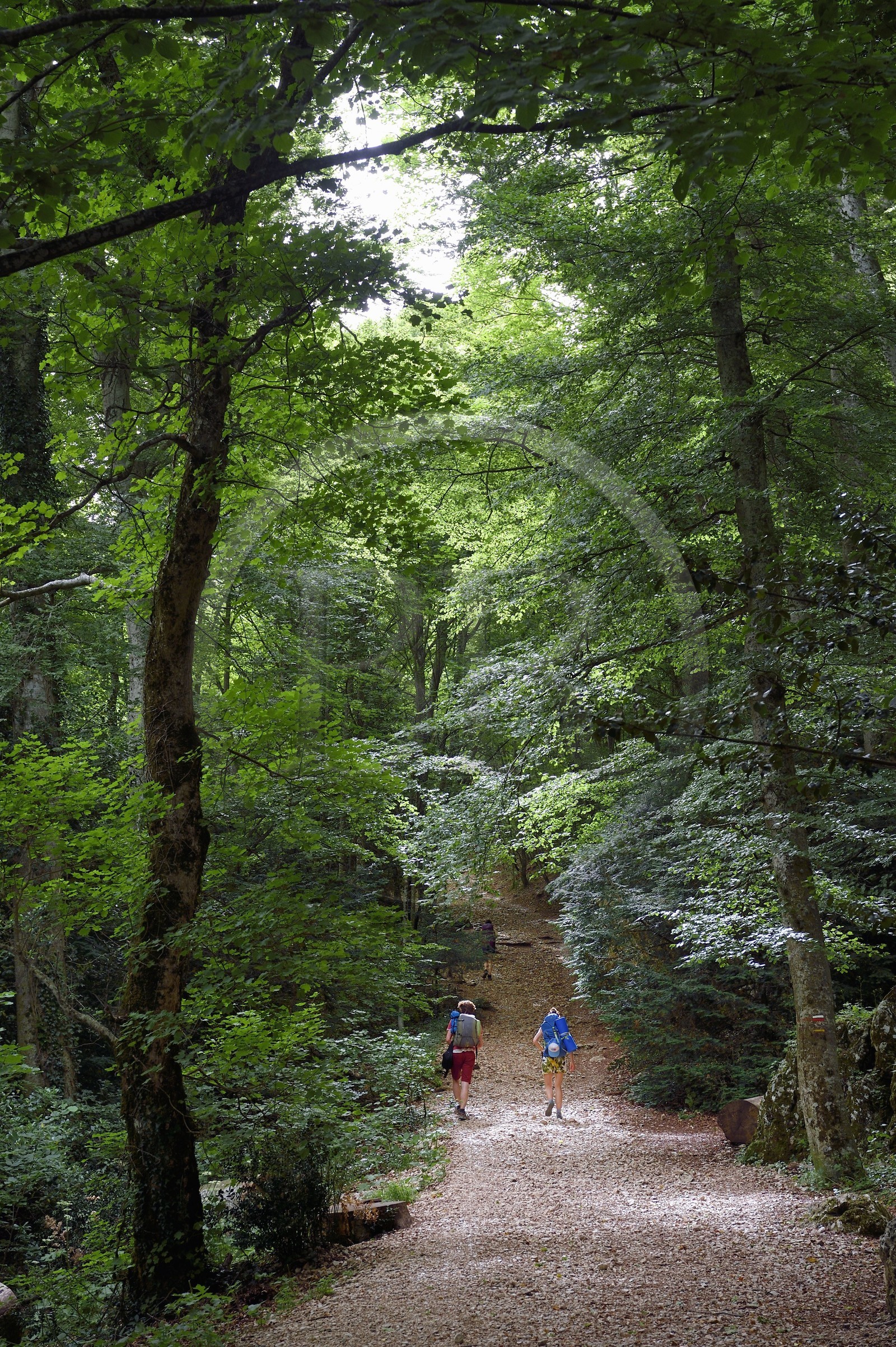 France, Var, Plan d'Aups Sainte Baume, Sainte-Baume Regional Nature Park, Massif de la Sainte-Baume relic forest protected for several centuries and classified as a national biological reserve, hikers on the Chemin des Rois (kings path) and GR 9