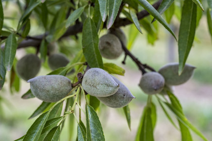 France, Vaucluse (84), Venasque, culture de l'amande penta par les paysans nougatiers Frères Silvain dans les champ d'amandiers (amanderaie)