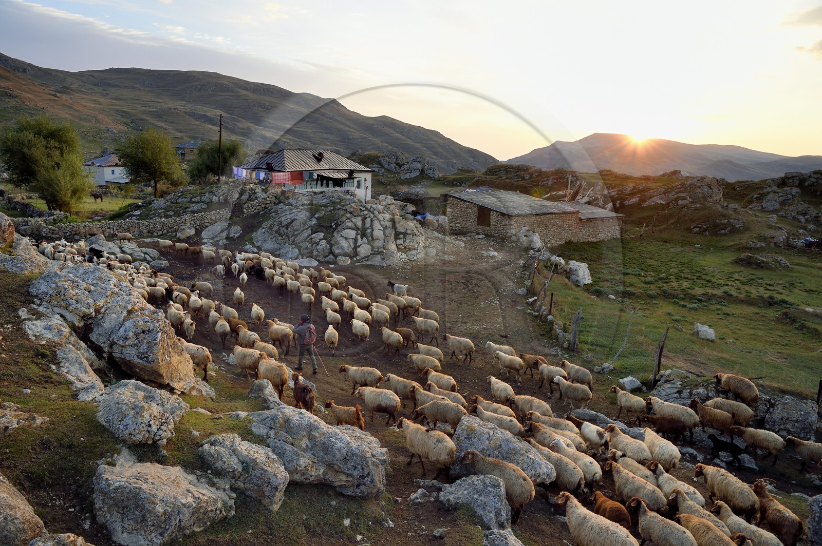 Azerbaijan, Quba (Guba) region, Greater Caucasus mountain range, village of Giriz at dawn, departure of sheep for the meadows