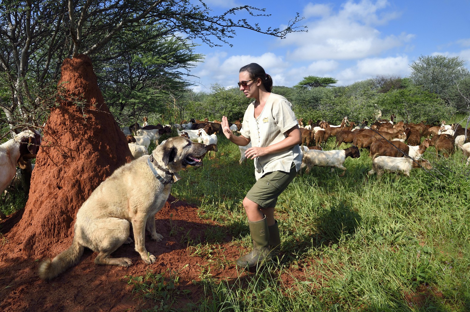 Namibie, Otjiwarongo, Cheetah Conservation Fund, centre de recherche et d'éducation, le Livestock Guarding Dog Program (programme chien de garde du bétail) du CCF a été très efficace pour réduire les taux de prédation et ainsi aussi l'inclinaison des agriculteurs à piéger ou tirer sur des guépards, chien Berger d'Anatolie aussi connu sous le nom de Kangal surveillant un troupeau de chèvres Boer et Paige Seitz, directrice du programme Livestock Guarding Dog