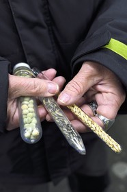 Norvège, Svalbard, Spitzberg, Longyearbyen, la Réserve mondiale de semences du Svalbard (banque de graines du Global Seed Vault), salle de stockage des semences artificiellement maintenue à -18°C, près de 900000 échantillons ont été déposés, provenant de 200 pays d'origine et de 73 instituts déposants, ancien moyen de stocker les graines dans des tubes de verre, à gauche des pois, au milieu du riz et à droite de l'orge