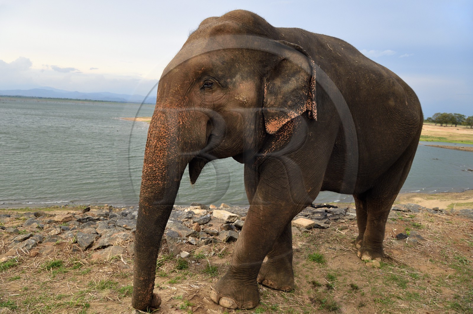 Sri Lanka, province d'Uva, éléphant (Elephas maximus) en bordure du Parc national d'Uda Walawe (Udawalawe National Park)
