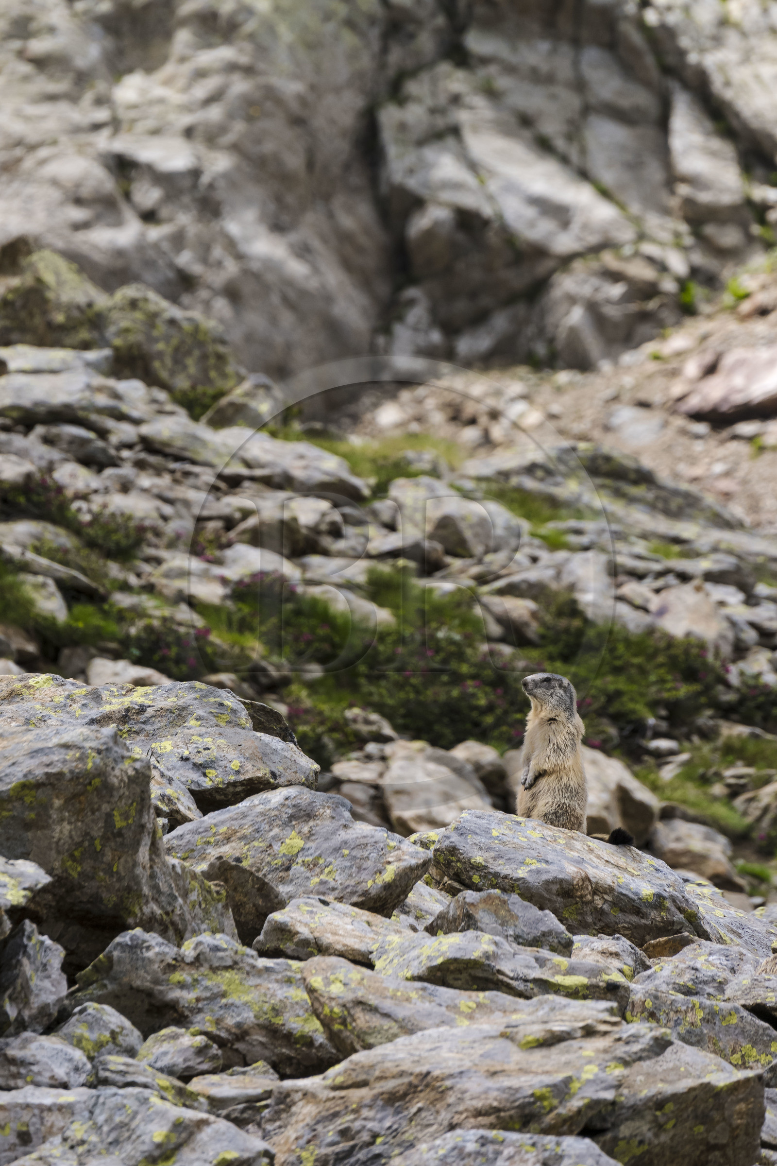 France, Alpes-Maritimes (06), parc national du Mercantour, Haute-Vésubie, Saint-Martin-Vésubie, Val du Haut Boréon, marmotte des Alpes (Marmota marmota) vers le lac de Trécolpas