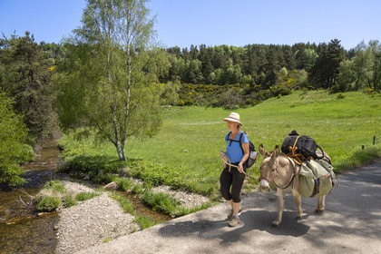 France, Lozère (48), Cheylard-l'Evêque, randonnée avec un âne sur le chemin de Stevenson (GR 70), traversée de la rivière Le Langouyrou