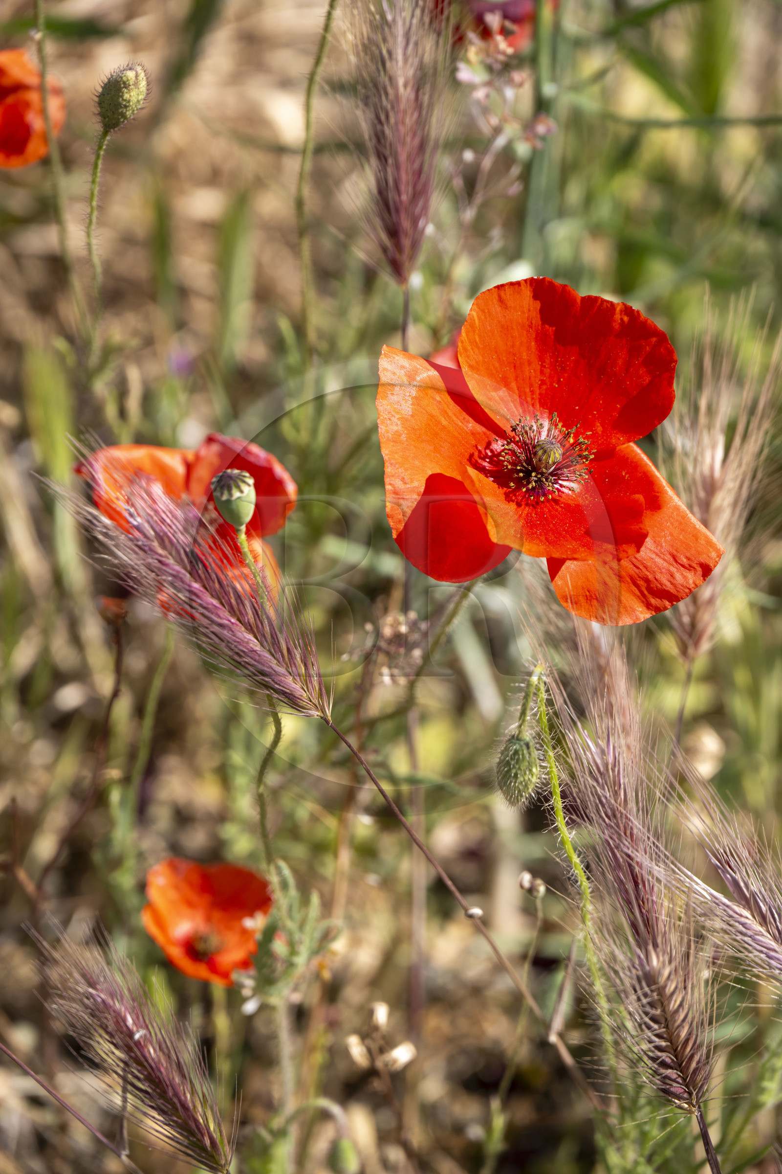 France, Bouches-du-Rhône (13), Mallemort, champ de coquelicots