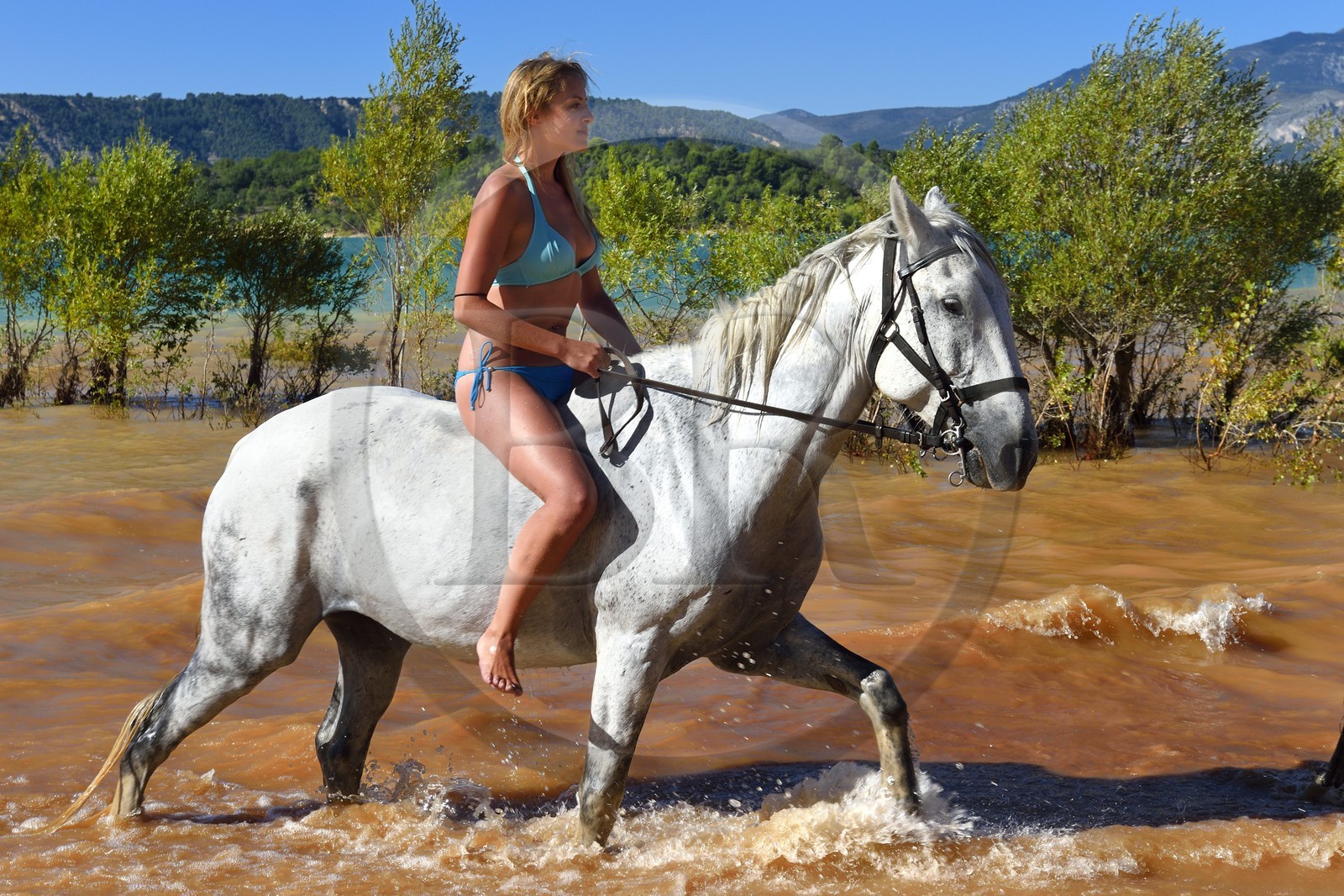 France, Var, Parc Naturel Regional du Verdon, Lake St Croix, horseback riding with Verdon Equitation