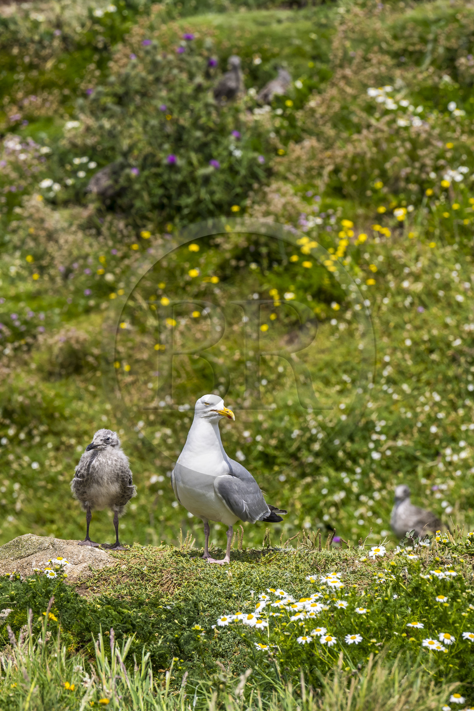 France, Finistère (29), Pays des Abers, Ile Vierge dans l'archipel de Lilia, de très nombreux goélands peuple l'île en période de nidification