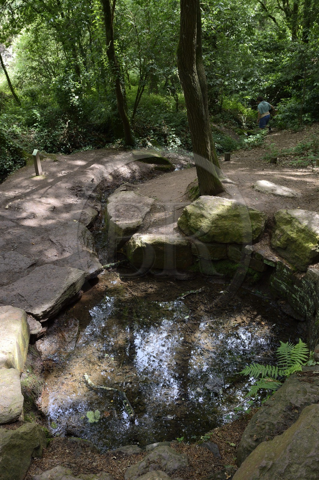France, Ille-et-Vilaine (35),  forêt de Brocéliande, la fontaine de Jouvence