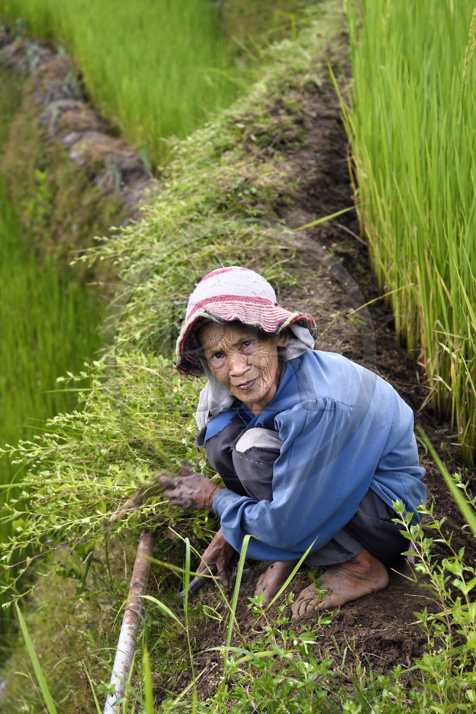 Philippines, province d'Ifugao, les rizières en terrasses de Banaue autour du village de Cambulo, classées Patrimoine Mondial de l'UNESCO, vieille femme désherbant sa parcelle