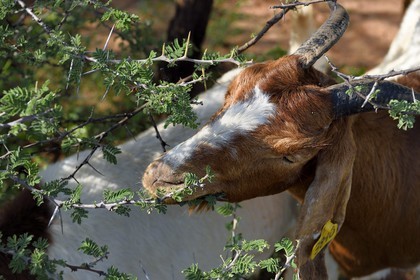 Namibie, Otjiwarongo, Cheetah Conservation Fund, centre de recherche et d'éducation, chèvre Boer broutant une branche d'acacia