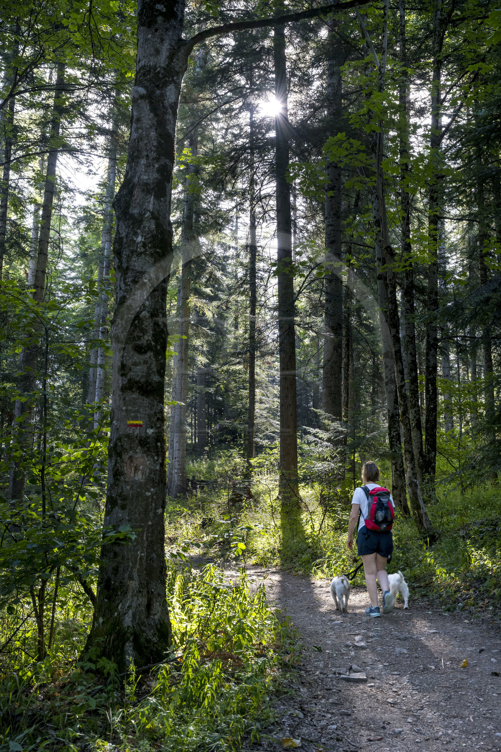 France, Hautes Alpes (05), Crots, randonnée en forêt domaniale de Boscodon