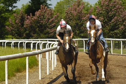 Irlande, Co. Kildare, Maynooth, harras de Moyglare (Stud), entrainement des chevaux