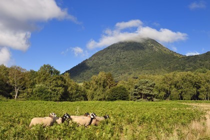 France, Puy-de-Dôme (63), Parc Naturel Régional des Volcans d'Auvergne, Chaine des Puys classée Patrimoine Mondial de l’UNESCO, brebis Rava au pied du volcan Puy de Dôme dont le sommet est dans les nuages