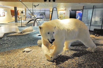 Norvège, Svalbard (Spitzberg), Longyearbyen, musée polaire arctique, ours blanc polaire