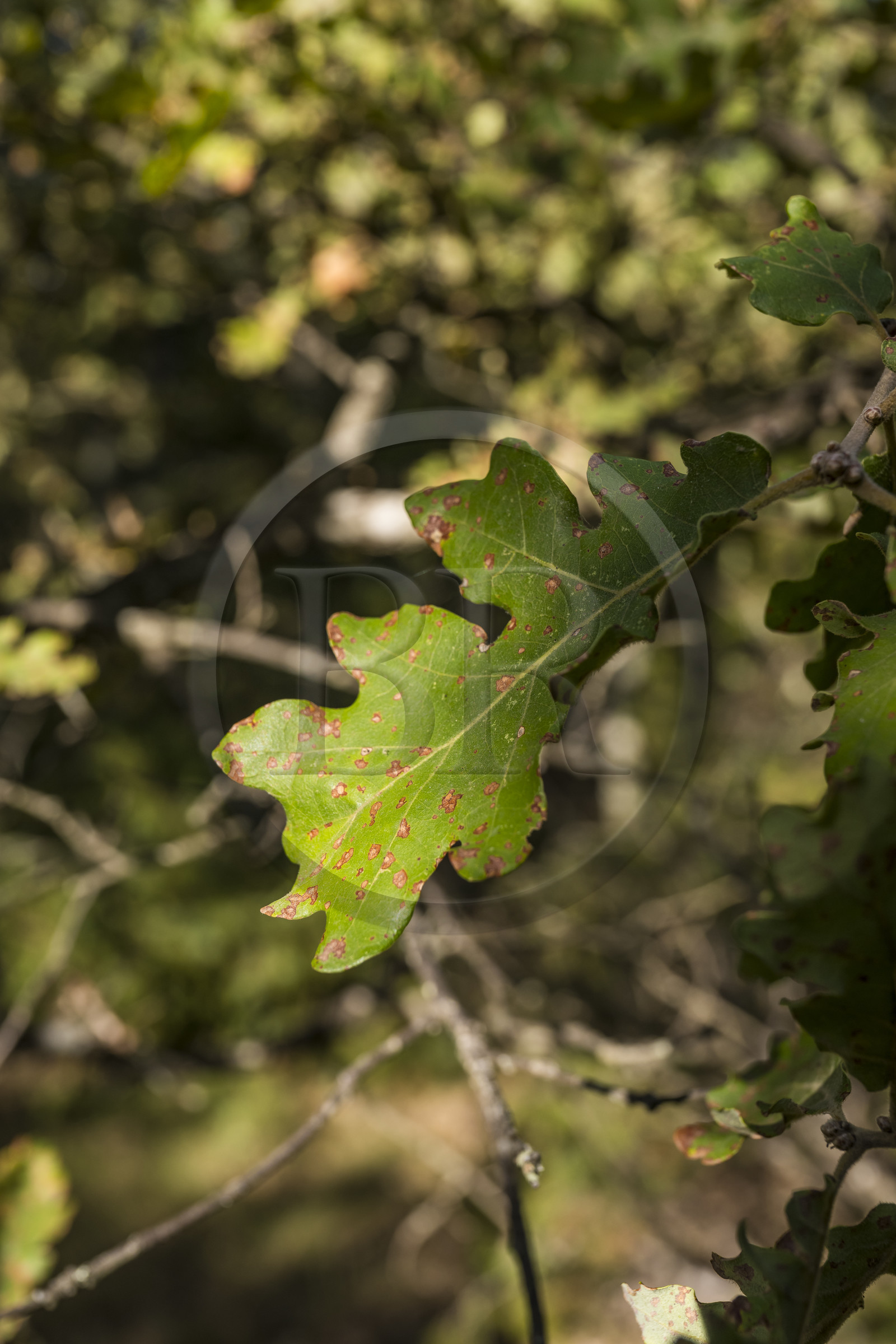 France, Var, Provence Verte (Green Provence), Bras, Academie du Bain de Foret Provencale (Academy of Forest Bathing in Provence), forest of the domaine Le Peyrourier - une campagne en Provence, evergreen oak leaf