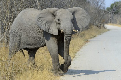 Zimbabwe, province de Matabeleland septentrional, parc national Hwange, éléphant sauvage d'Afrique (Loxodonta africana)