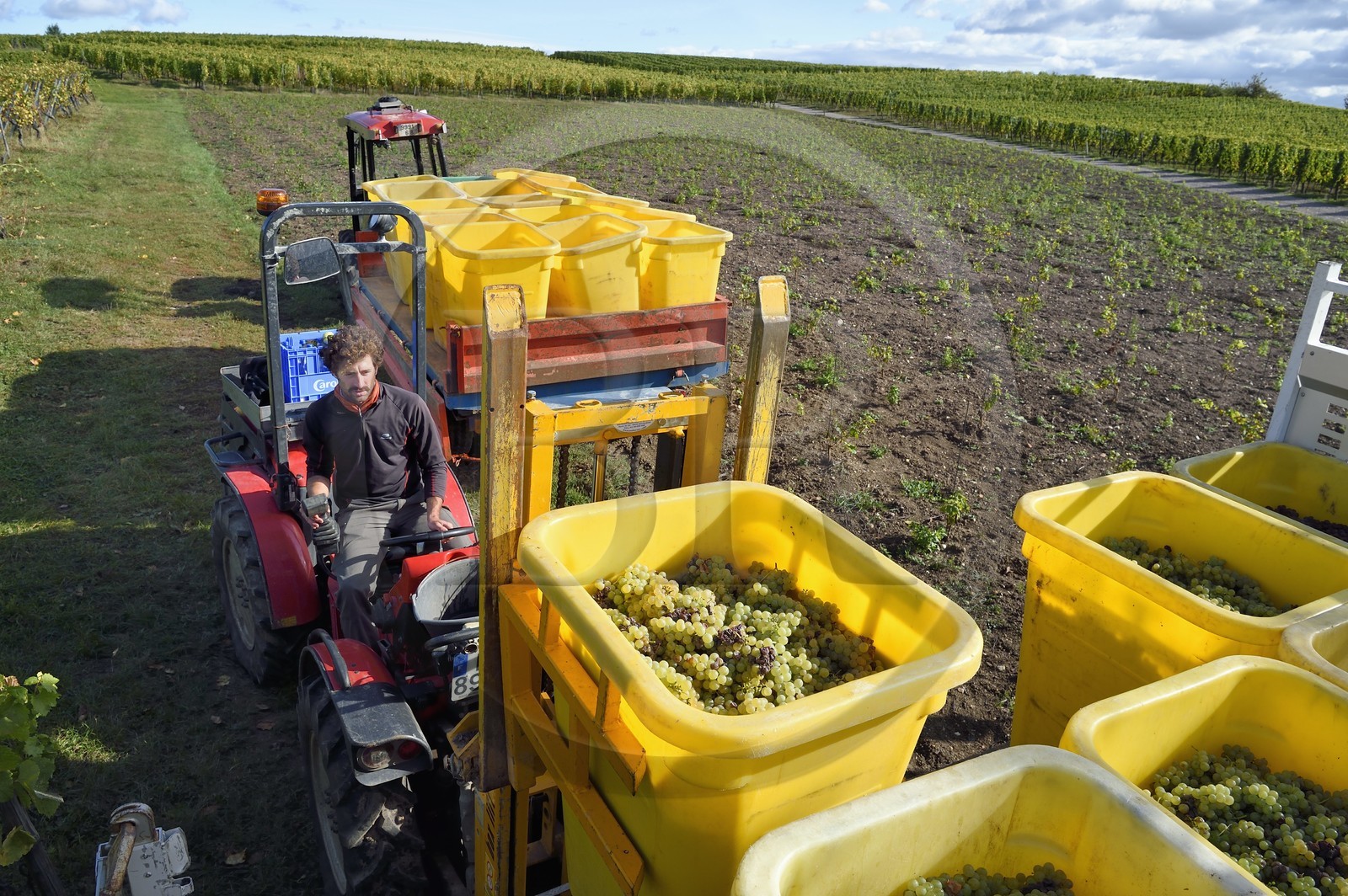 France, Haut-Rhin (68), Route des vins d'Alsace, Ribeauvillé, vendanges sur une parcelle du Domaine viticole Marcel Deiss