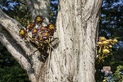 France, Finistère (29), Iles du Ponant, Ile de Batz, jardin Georges Delaselle ou jardin colonial, jardin exotique présentant une collection botanique provenant des cinq continents