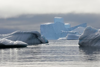 Groenland, cote ouest, Ile de Disko, baie du village de Qeqertarsuaq, icebergs dans la brume