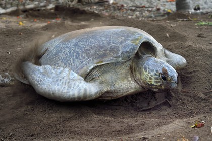 France, Ile de Mayotte, Grande-Terre, Kani-Keli, plage de N’Gouja, le Jardin Maoré, tortue (de mer) verte (Chelonia mydas) recouvrant de sable ses oeufs après la ponte