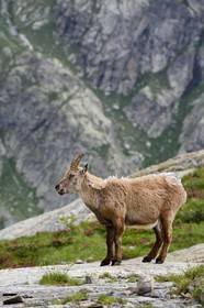 France, Alpes-Maritimes (06), parc national du Mercantour, vallée de la Valmasque, étagne, bouquetin (Capra ibex) femelle des Alpes