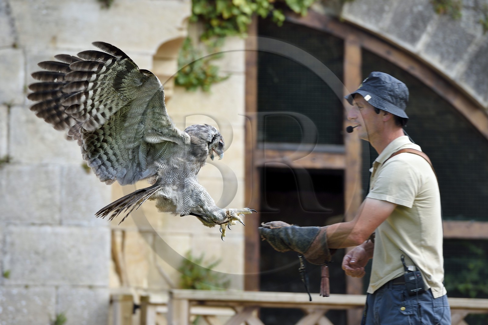 France, Dordogne, Perigord Noir, Dordogne Valley, Castelnaud la Chapelle, Chateau des Milandes, the French-american dancer Josephine Baker's former property, Birds of Prey show