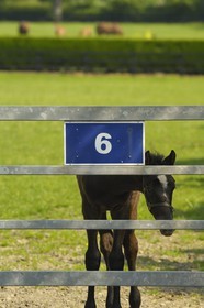 Republic of Ireland, County Kildare, Maynooth, Moyglare Stud