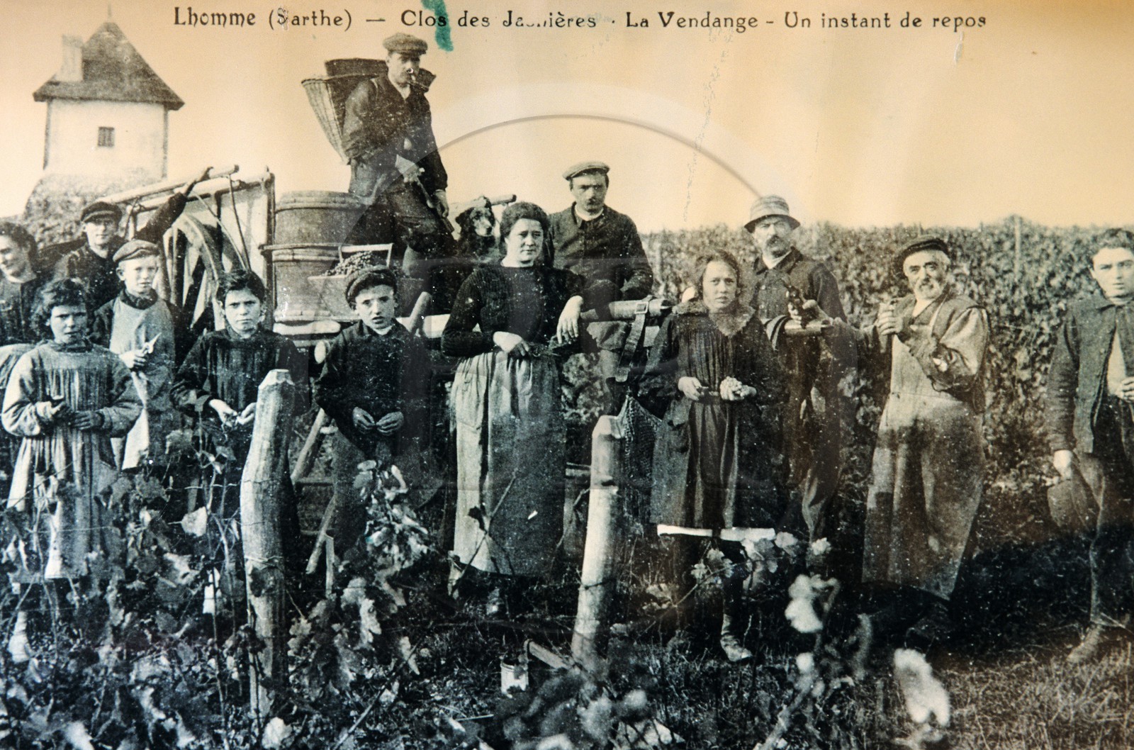 France, Sarthe, l' Homme, wine museum, old postcard of grape harvest