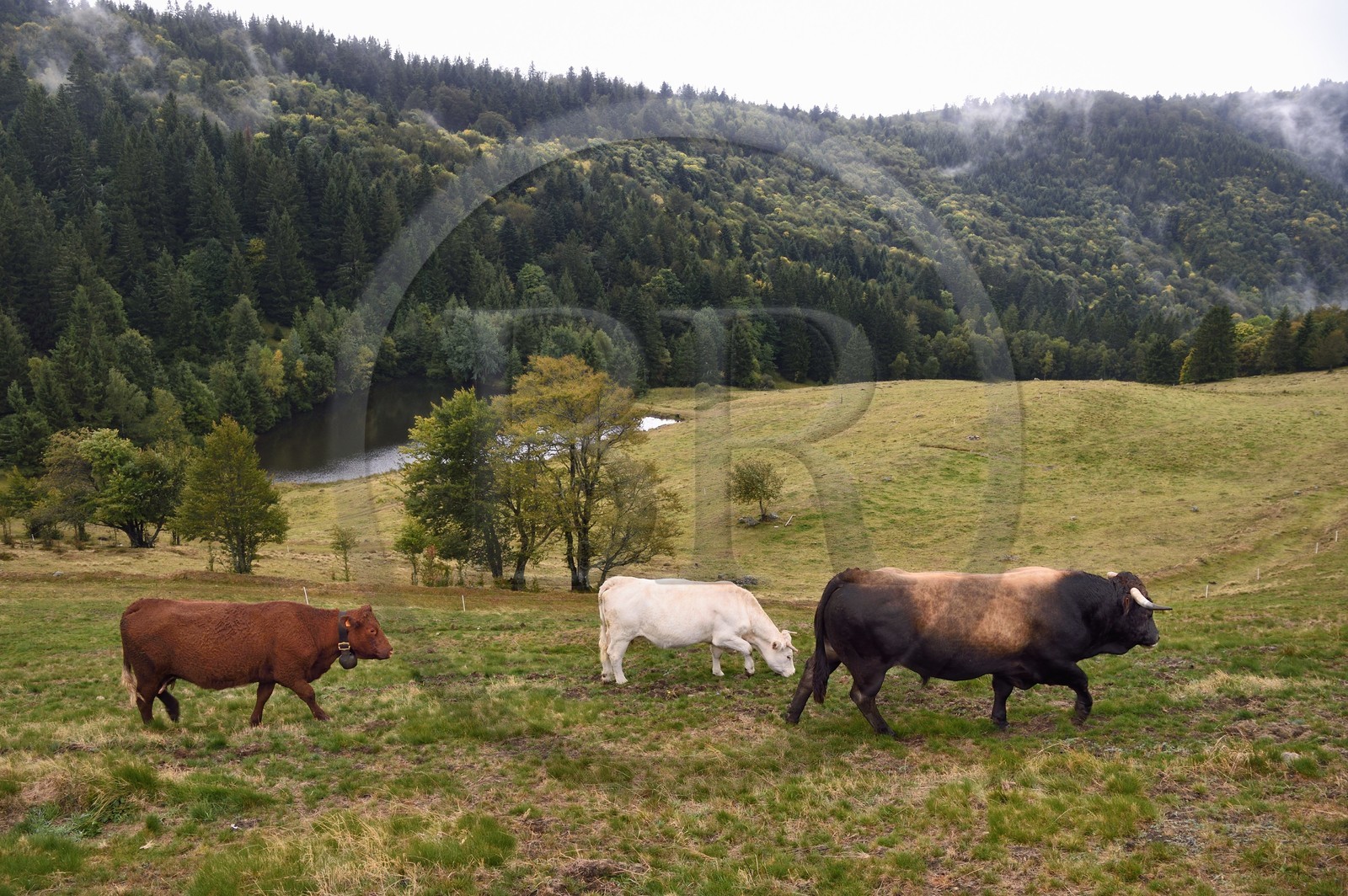France, Vosges (88), Parc naturel régional des ballons des Vosges, Saint-Maurice-sur-Moselle, chaume des Neuf Bois, troupeau de vache Salers et Aubracs en bordure de foret